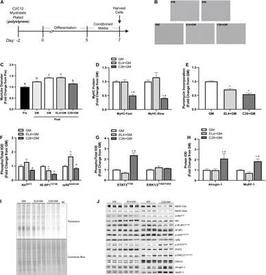 The Effect of Mechanical Stretch on Myotube Growth Suppression by Colon-26 Tumor-Derived Factors